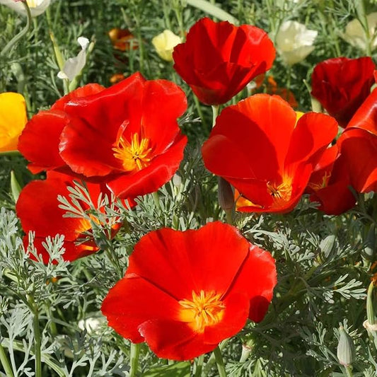 Red Chief California Poppy 4 Oz ~72,000 Seeds – Eschscholzia californica – Non-GMO, Heirloom – Fiery Red-Orange Blooms – 12–18" Tall – Annual or Perennial – Drought Tolerant
