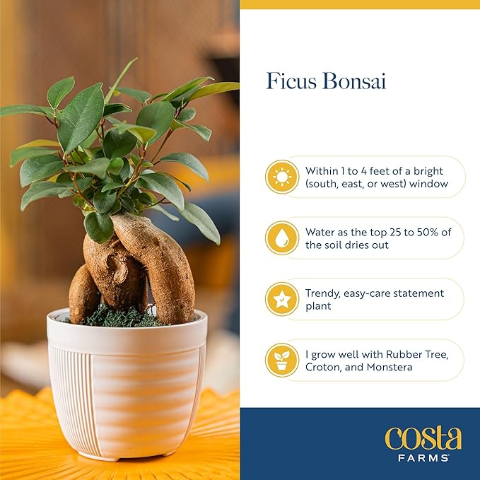 Costa Farms Bonsai Miniature Tree Live Plant in Decorative Pot, Indoor Houseplant, Perfect for Home, Room, or Office Decor, Great House Warming or Birthday Gift, 12-15 Inches Tall