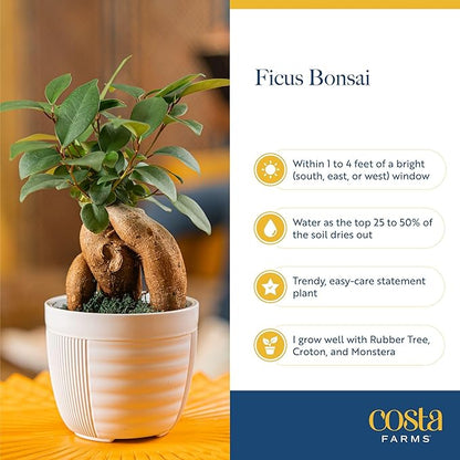 Costa Farms Bonsai Miniature Tree Live Plant in Decorative Pot, Indoor Houseplant, Perfect for Home, Room, or Office Decor, Great House Warming or Birthday Gift, 12-15 Inches Tall