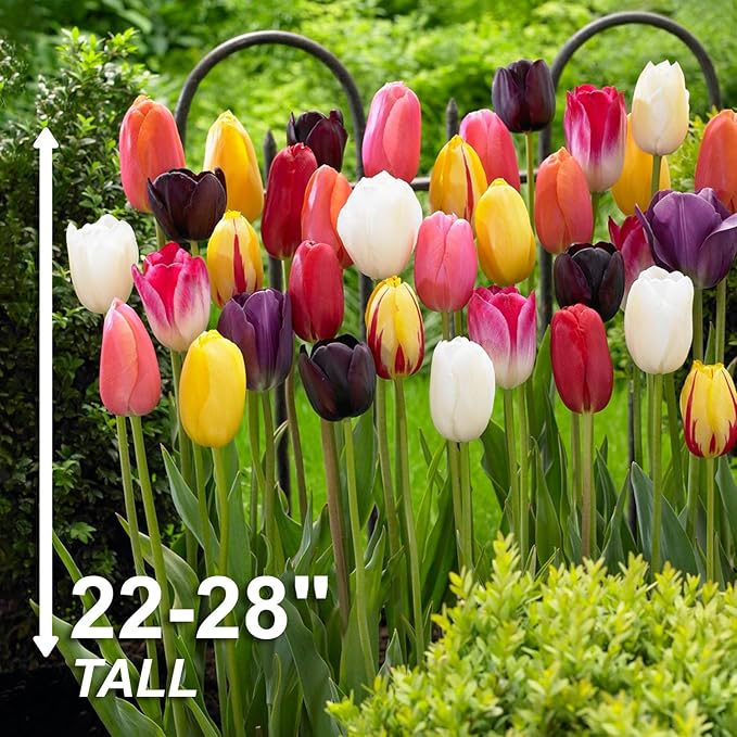 Garden State Bulb Bright Sunshine Mix Single Late Tulip Flower Bulbs, 12/+ cm, Fall Planting (Bag of 250)