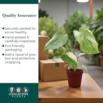 CoollectivePlants Monstera Thai Constellation – Live Plant in 2″ Grower’s Pot, Thai Constellation Monstera Live Plant, Easy Indoor House Plant