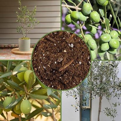 Soil Sunrise Olive Tree Potting Soil Mix (12 Quarts) for Planting, Repotting, and Growing Olive Bushes/Plants