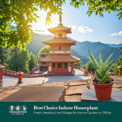 CoollectivePlants Sansevieria Pagoda Green – Live Snake Plant in 4″ Grower’s Pot, Layered Foliage, Easy Care Indoor Houseplant - Includes UniHeat Pack for Winter Protection