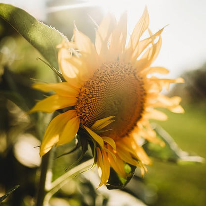 Peredovik Sunflower - 50 Seeds - Pollinator-Friendly, Attracts Birds, Bees & Butterflies, Non-GMO Russian Sunflower Seeds for Planting Outdoors in The Home Garden, Thresh Seed Company