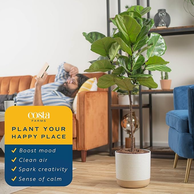 Costa Farms Fiddle Leaf Fig Tree, Ficus Lyrata Live Indoor Plant Potted in Nursery Plant Pot, Potting Soil, Floor Houseplant Gift for Housewarming, Tropical Home or Office Decor, 3-4 Feet Tall