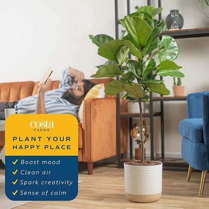 Costa Farms Fiddle Leaf Fig Tree, Ficus Lyrata Live Indoor Plant Potted in Nursery Plant Pot, Potting Soil, Floor Houseplant Gift for Housewarming, Tropical Home or Office Decor, 3-4 Feet Tall
