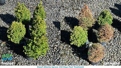 Wilt-Pruf® Transplant Support Spray | Reduces Transplant Shock and Moisture Loss | Organic Plant Protector (32 oz)