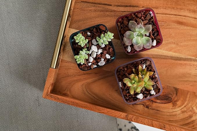 rePotme Cactus and Succulent Potting Soil Mix, Hand Blended in The USA - All Purpose Imperial Blend - Mini Bag (2 Quarts)