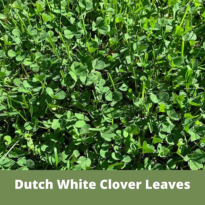 Flawn Seed White Dutch Clover Seeds, 2 Lbs, Organic Coated, Natural Lawn, Ground Cover, Food Plot, Zones 3-9, Covers up to 7,200 Sqft