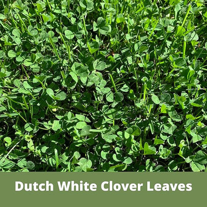 Flawn Seed White Dutch Clover Seeds, 2 Lbs, Organic Coated, Natural Lawn, Ground Cover, Food Plot, Zones 3-9, Covers up to 7,200 Sqft