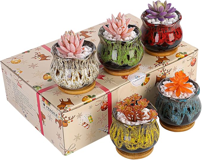 Cute Ceramic Succulent Garden Pots, Planter with Drainage and Attached Saucer, Set of 5 -Plants Not Included (Fambe)
