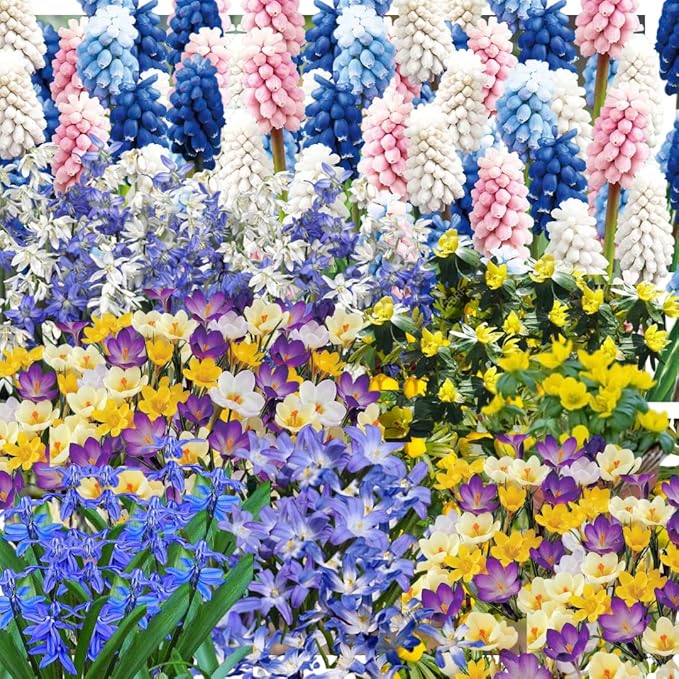 50 Mixed Flower Bulbs for Fall Planting, Earliest Spring Blooms, 50 Days Blooms Vibrant Colorful, Random Varieties, Cold Hardy, Top Size Bulb for Easy Care, Flowerbeds