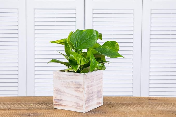 Wooden Planter Box, Rustic Whitewash with Plastic Liner l Garden Decor l Restaurant and Wedding Decorations l Wedding Bouquets, Table Centerpiece (5x5 Set of 4, Whitewash)