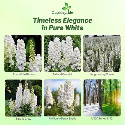 Outsidepride Delphinium White Larkspur Seeds for Planting Outdoors - 1000 Pcs Annual, Self-Seeding, Heat & Drought Tolerant Wildflower Seed, Colorful Blooms for Flower Arrangement & Pollinator Garden