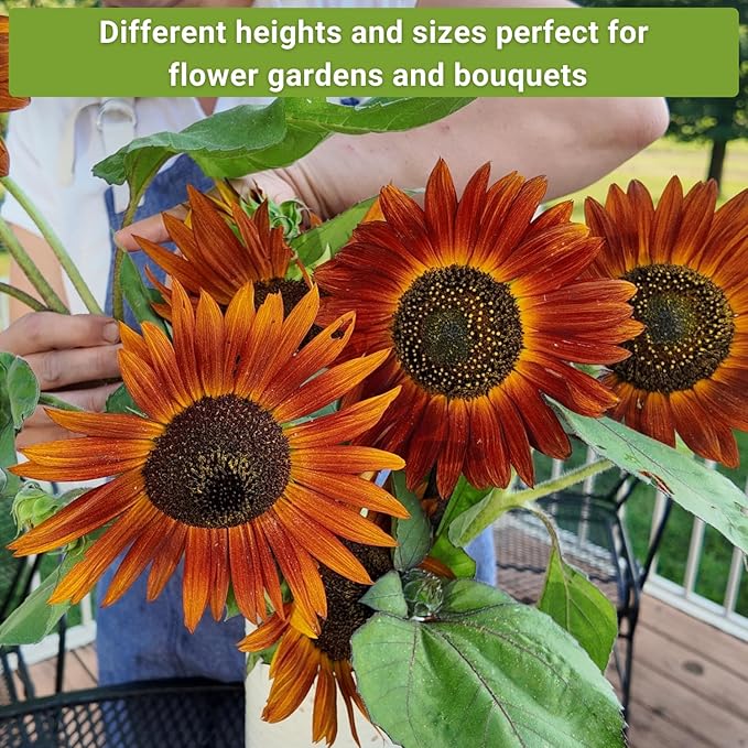 Sow Right Seeds - Sunflower Seed Collection for Planting - Includes 3 Varieties: Dwarf Sungold, Lemon Queen, and Velvet Queen - Non-GMO Heirloom Packet with Instructions - Giant and Miniature Blooms
