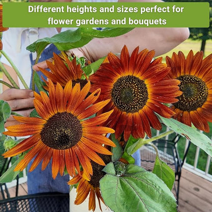 Sow Right Seeds - Sunflower Seed Collection for Planting - Includes 3 Varieties: Dwarf Sungold, Lemon Queen, and Velvet Queen - Non-GMO Heirloom Packet with Instructions - Giant and Miniature Blooms