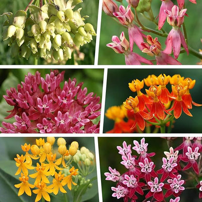 Mix Milkweed Seeds for Monarch Butterflies - 6 Individual Varieties Perennial Wildflower (120 Seeds per Pack) Colorful Pollinator Garden, Easy to Grow for Backyard & More (Mix Milkweed Seeds)
