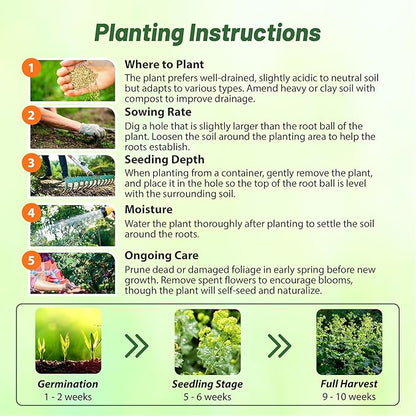 Outsidepride Lady's Mantle Seeds - 2000 Pcs. Perennial, Versatile & Low Maintenance, Flower Seeds for Planting Clustered Yellow Blooms with Velvety Foliage for Cut Flower Bouquets & Pollinator Gardens