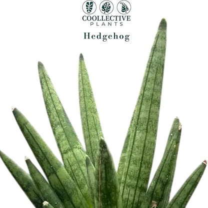 CoollectivePlants Sansevieria Hedgehog – Live Snake Plant in 4" Growers Pot - Compact Spiky Foliage, Easy Care Indoor Houseplant
