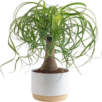 Costa Farms Ponytail Palm Live Plant in Decorative Pot, Easy to Maintain Indoor Houseplant, Perfect for Home, Room, or Office Decor, Great House Warming or Birthday Gift, 12-22 Inches Tall