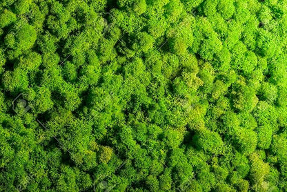 GARDENERA Premium Preserved Reindeer Moss for Potted Plants, Terrariums, Fairy Gardens, Arts and Crafts or Floral Decor Design in Natural (4 Quart Bag)