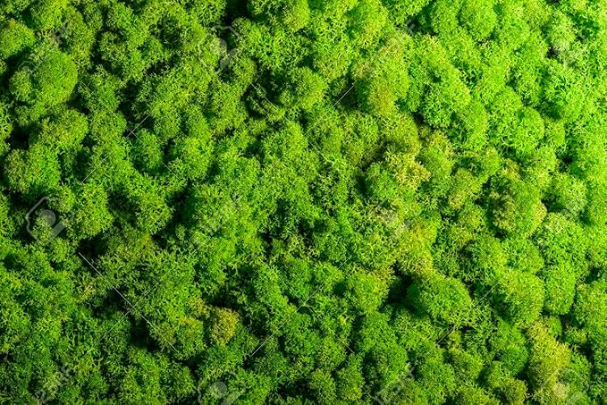 GARDENERA Premium Preserved Reindeer Moss for Potted Plants, Terrariums, Fairy Gardens, Arts and Crafts or Floral Decor Design in Natural (1 Quart Bag)