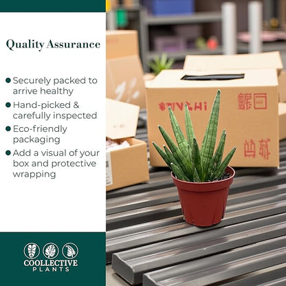 CoollectivePlants Sansevieria Hedgehog – Live Snake Plant in 4" Growers Pot - Compact Spiky Foliage, Easy Care Indoor Houseplant