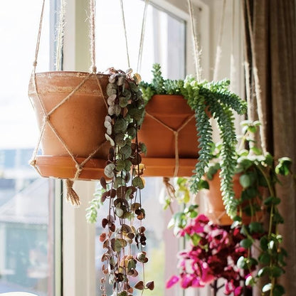 Terracotta Pots 8 Inch(2 Pack), Large Clay Pots for Plants with Drainage Hole and Saucer, Terracotta Planter Pot for Indoor Outdoor Plant