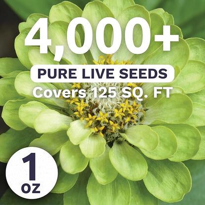 Zinnia Green Envy - Large 1 Ounce Packet - 4,000 Flower Seeds for Planting - Zinnia elegans
