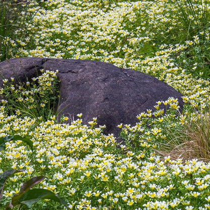 1000 Limnanthes Douglasii Dwarf Poached Egg Plant Seeds Colour Meadow Ground Cover Flowers for Planting Easy to Grow Outdoor Home Garden