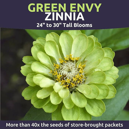 Zinnia Green Envy - Bulk 1/4 Pound Pouch - 15,000 Flower Seeds for Planting - Zinnia elegans