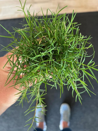 | Bermuda Grass Plugs - 200 Large Plugs, Fast Growing, Low Maintenance Green