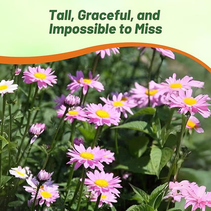 Outsidepride Robinson's Rose Chrysanthemum Seeds - 10000 Pcs. Perennial, Drought Tolerant Flower Seeds for Planting in Pollinator Gardens, Cut Flowers & Low Maintenance Landscaping