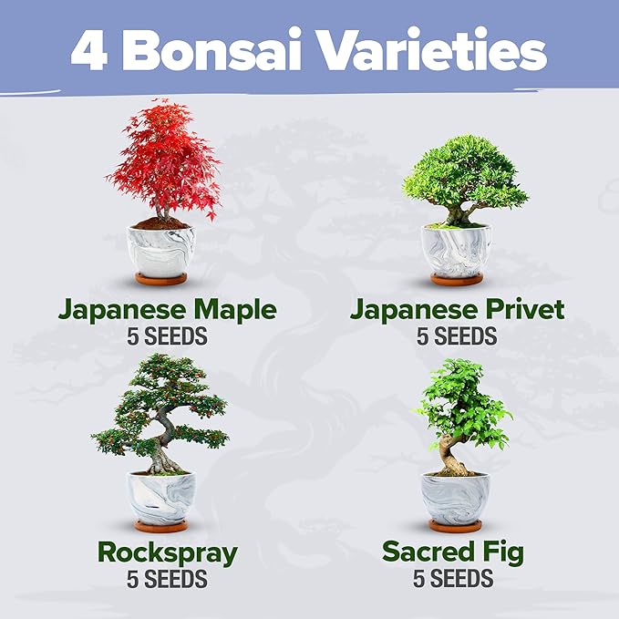 HOME GROWN Bonsai Tree Kit – Premium Ceramic Starter Set with 4 Bonsai Varieties – Easy Indoor Gardening Gift for Men & Women – Unique Plant Kit for Beginners & Nature Lovers