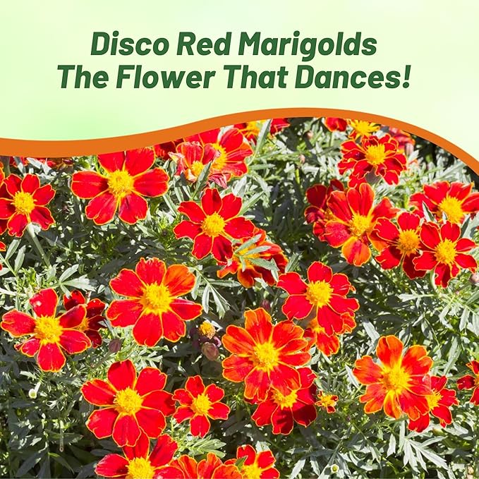 Outsidepride Disco Red French Marigold Seeds - 200 Pcs Annual, Compact, Heat & Drought Tolerant Flower Seeds for Planting w/Prolific Blooms, Ideal for Vibrant Pollinator Gardens