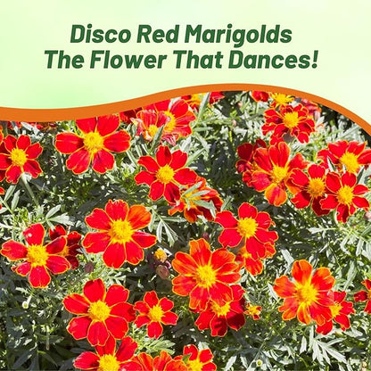 Outsidepride Disco Red French Marigold Seeds - 200 Pcs Annual, Compact, Heat & Drought Tolerant Flower Seeds for Planting w/Prolific Blooms, Ideal for Vibrant Pollinator Gardens