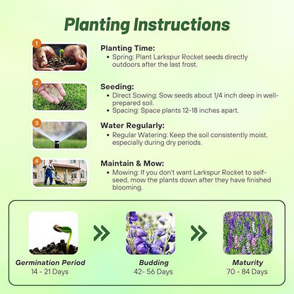 Outsidepride Mixed Rocket Larkspur Seeds for Planting Outdoors - 1/4 Lb. Annual, Self-Seeding, Heat & Drought Tolerant Wildflower Seeds for Cut Flower Arrangements & Pollinator Gardens