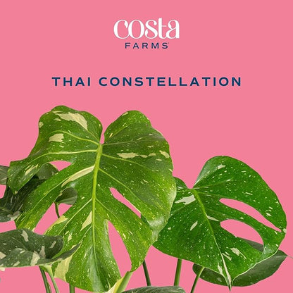 Costa Farms Live Plant, Thai Constellation Monstera House Plant, Self-Watering Plant Pot, Trending Tropicals Collection for Home and Room Decor, 16-Inches Tall