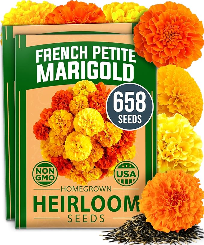 HOME GROWN Petite French Marigold Seeds 658 Flower Seeds for Planting Outdoor Easy to Grow Companion Plant & Quick Blooming Pollinator Heirloom Wildflower Seeds (Tagetes patula)