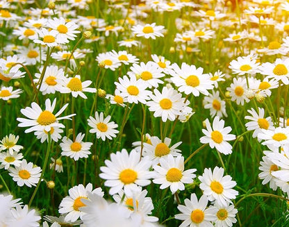 Shasta Daisy Plants for Growing – Classic White Blooms for Bright, Cheerful Gardens - Fresh Rootstock (5 Plants)