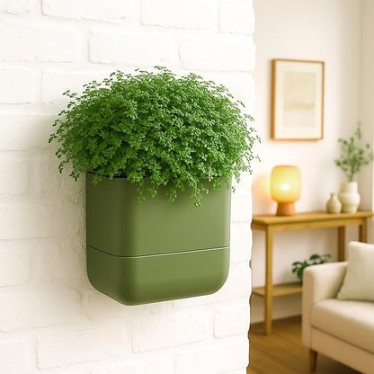 Phoenix Vine 6.5-Inch Wall Mounted Self-Watering Planter Pot for Indoor Houseplants and Herbs | Hanging Planter for Window Sills, Bathroom Walls, Home & Office Décor, Olive, Set of 1, 01-WP-C-1