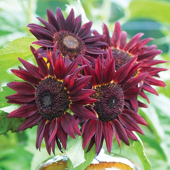 Burpee 'Chianti Hybrid' Sunflower Seeds - 350mg Non-GMO Seed Packet for Home Gardening - Deep Red Burgundy Flower, Pollenless Cut Flower, Annual, Direct Sow (Sunflower, Chianti Hybrid)