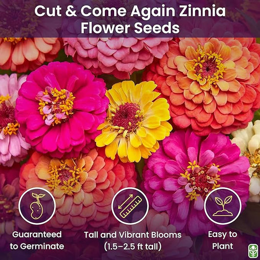 Mixed Zinnia Seeds for Planting Outdoors - 300 Fresh Seeds - Cut-and-Come-Again Zinnia Flowers - Grown in The USA