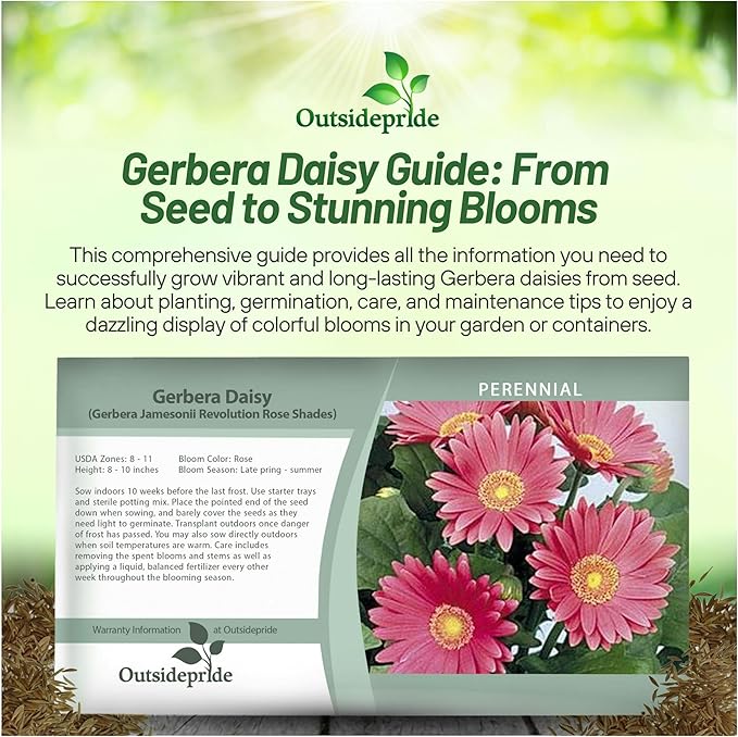 Outsidepride Rose Shades Gerbera Seeds - 20 Pcs Perennial, Compact & Low Maintenance, Flower Seeds for Planting w/Vibrant Rose Blooms, Ideal for Garden Landscaping & Cut Flower Arrangements