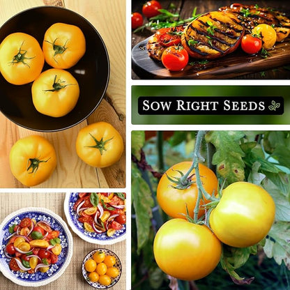 Sow Right Seeds - Garden Peach Tomato Seeds for Planting - Non-GMO Heirloom Packet with Instructions to Grow an Outdoor Home Vegetable Garden - Unique Peach-Shaped Tomato - Great Gardening Gift