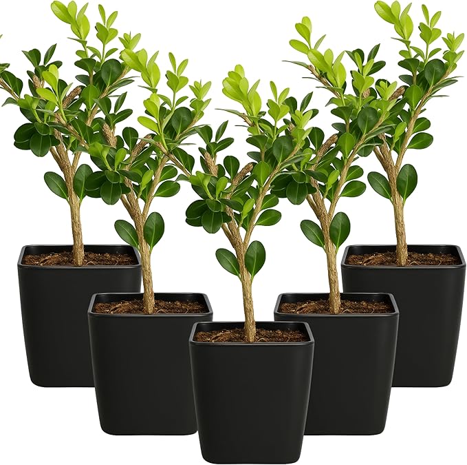 My Shelfie – Winter Gem Boxwood Bonsai Starter Tree (Buxus microphylla Japonica ‘Winter Gem’), 2-Inch Live Evergreen Shrub for Indoor or Outdoor Garden, Landscape, and Home Décor (5)
