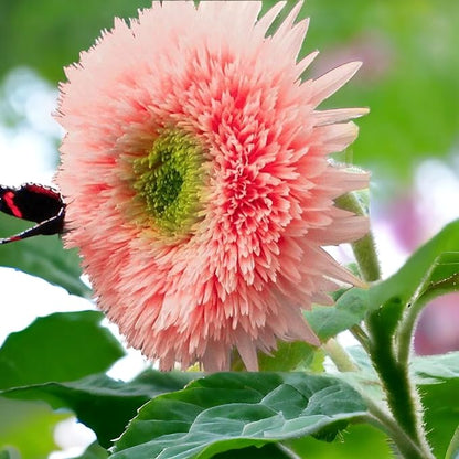 50pcs Pink Pooh Sunflower Seeds - Unique Pink Blooms, Non-GMO, Heirloom, Organic - Ideal for Zones 5-10