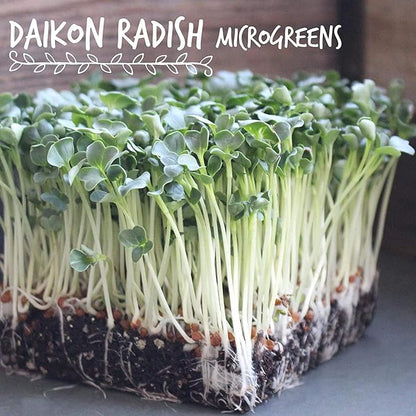 Radish Sprouting Seeds 1 lb – Non-GMO Daikon Microgreen Seeds for Indoor Growing