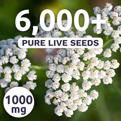 Yarrow White - Large 1,000mg Envelope - 6,000 Flower Seeds for Planting - Achillea millefolium