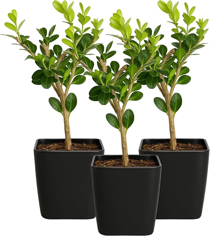 My Shelfie – Winter Gem Boxwood Bonsai Starter Tree (Buxus microphylla Japonica ‘Winter Gem’), 2-Inch Live Evergreen Shrub for Indoor or Outdoor Garden, Landscape, and Home Décor (3)